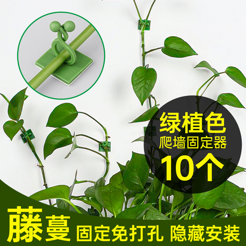 Green radish climbing wall holder manufacturer small medium large in stock wholesale green plant hook paste wall fixed punch-free Green radish climbing wall holder manufacturer small medium large in stock wholesale green plant hook paste wall fixed punch-free