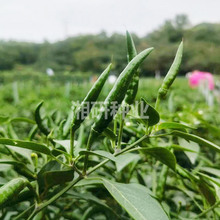 湘辣715-湘研9-10厘米大红果柄比1：1顺直鲜食朝天椒种子