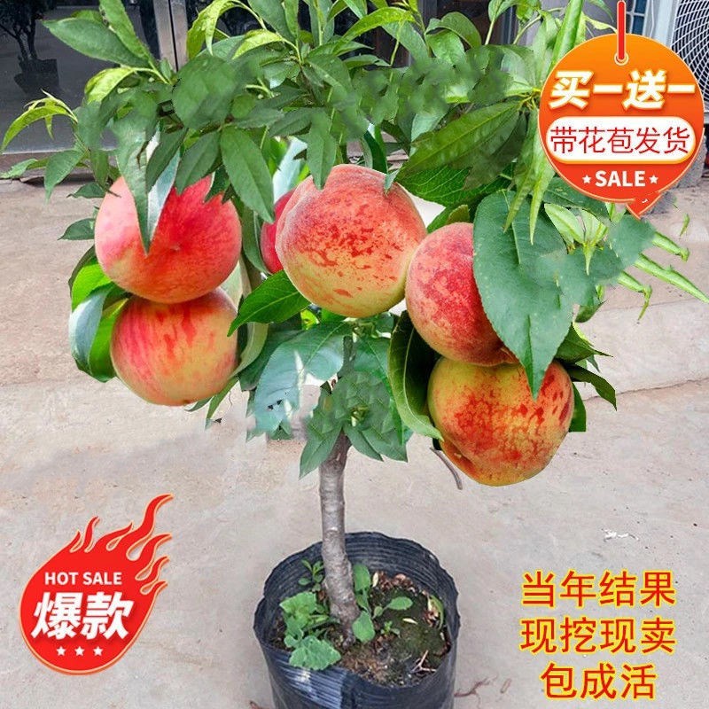 正宗桃树苗新品种特大桃子矮化盆栽嫁接桃树种子苗南北方当年结果