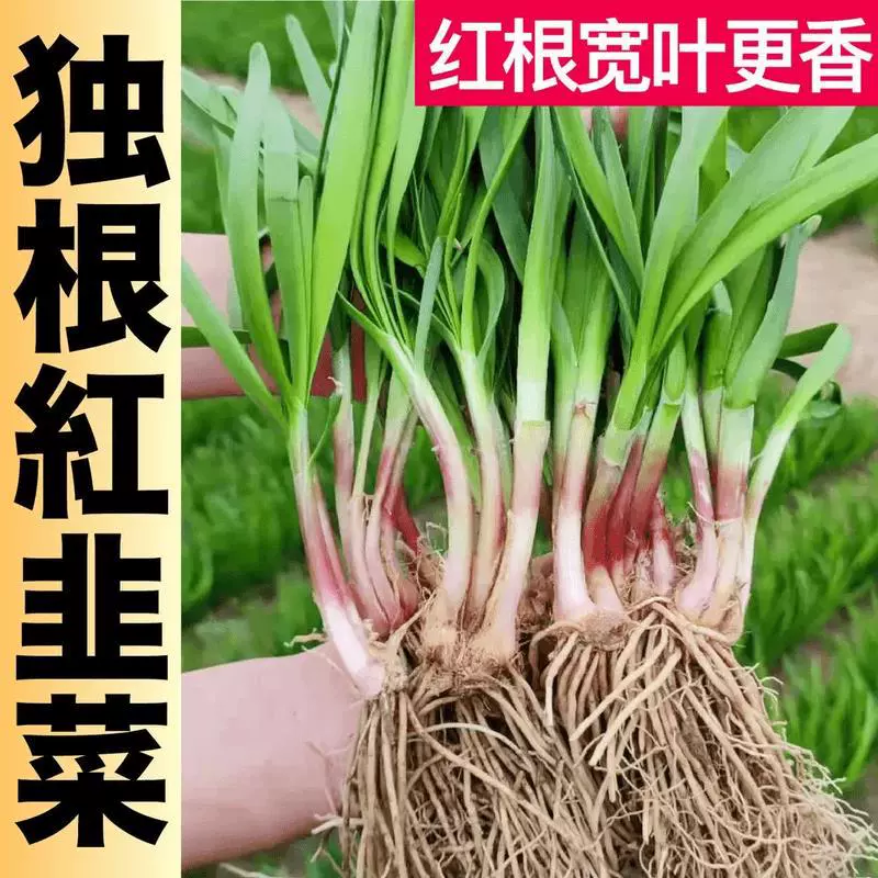 Рассада корня лука-порея для посадки на балконе и во дворе, свежие красные и фиолетовые корни, которые можно есть, новые четырехсезонные рассады лука-порея, маленькие ароматные листья в горшках.