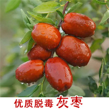 金丝枣树嫁接苗台湾牛奶大青枣树苗特南方盆栽地栽青枣苗当年结果