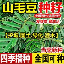 ɽë���N���o�¹����G�����ݹ�ľ���Ѱ׻�ɽë���N�ѵ�·�G������