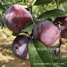 ���羳��؛�����ӷN�ӺóԺ÷N����ɿں����׷N���ӷN�����Ӻó�