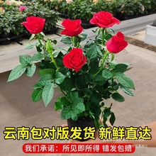 玫瑰带花苞月季特大花树四季开花盆栽花卉室内庭院绿植物直营