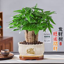 发财树书桌办公室客厅室内摆件桌面老桩好养盆栽净化空气吧台绿植