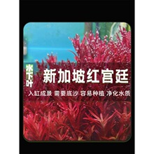 新加坡血红宫廷鱼缸造景水下叶屠戮宫廷绿宫廷鱼缸增氧中后景水草
