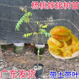 �V�|���Ҽ޽Ә��缃����ҹ������R������������Ϸ��Nֲ�������~