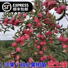 �ش��u�Ĺ�����ɳ��С�O��ͥԺ�ϱ����Nֲ���Ԗ|���ͺ����Ĺ�����