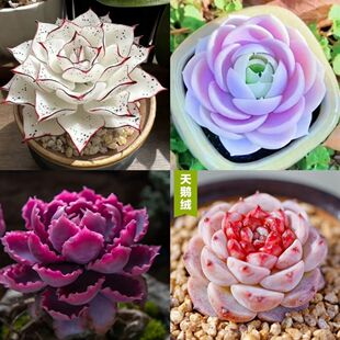 �����՚�Ů���҃���������ɏ�����ײ�ˮ�����Z�ނ�Ӱ�������愦˾