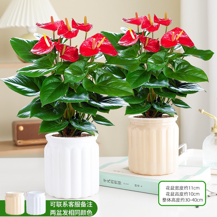 꽃이 달린 프리미엄 안스리움 + 티라미수 화분 + 영양액 [화분 2개 특가]