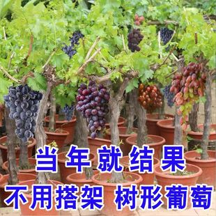 �������Ϸ��Nֲ���������ꖹ�õ��޷��ĺڹ������ј��箔��Y��
