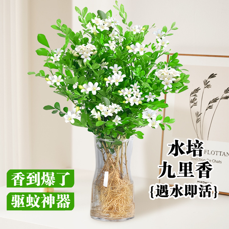 Jiulixiang Hydroponic Plants Potted Plants Fragrant Flower เดสก์ท็อปในสำนักงานเป็นสิ่งที่ดีในการเลี้ยงพืชขี้เกียจ