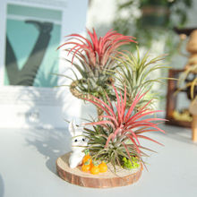 �՚��P��С���ýM��ins�L�¿�ֲ���҃ȑ��˸߼��o���������ԾGֲ