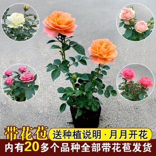 һ�����lõ�廨�绨���ش��ļ��������҃����̨�^���Gֲ���Nޱ