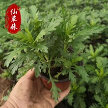 木春菊 多年生宿根绿化植物 黄金菊 地被草花植物 色块绿篱苗基地