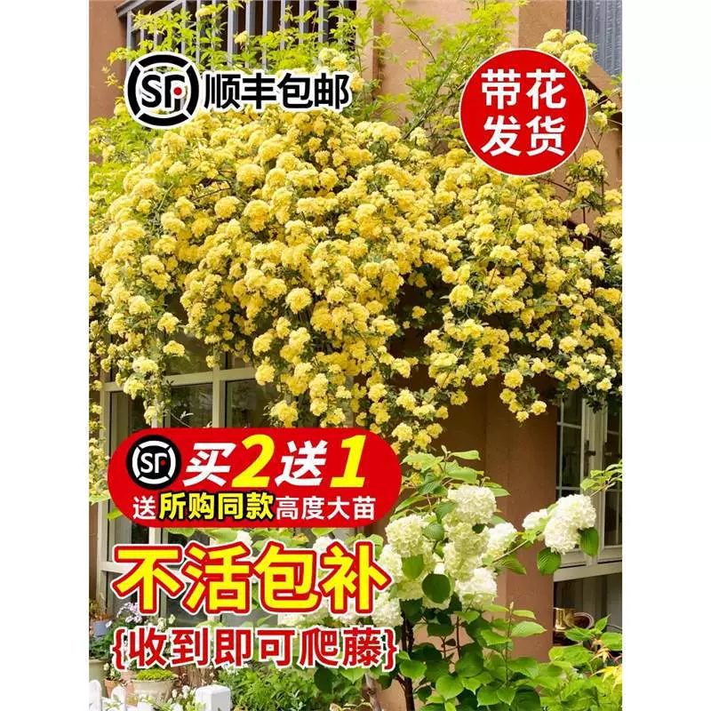 Желтый деревянный ароматный саженец вьющегося растения цветет в любое время года, сладкие красные и белые деревянные ароматные цветочные саженцы, цветочные саженцы, комнатные растения во дворе.