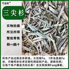 新货药材中药材三尖杉500克岩杉狗尾松叶榧子叶血榧叶水柏子藏杉