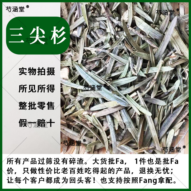 新货药材中药材三尖杉500克岩杉狗尾松叶榧子叶血榧叶水柏子藏杉