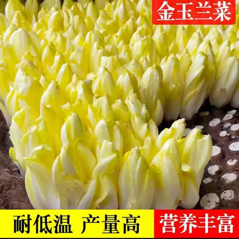 Магнолия рапс Семена магнолии размягченные семена цикория Four Seasons балкон овощи Желтые ростки СЕМЕНА съедобные