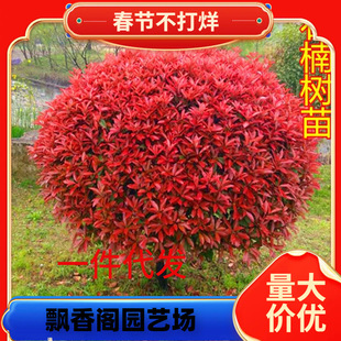 һ�����l�t�~ʯ���t���^ľ��ɭŮؑ��߅�S�����G����h����ľ