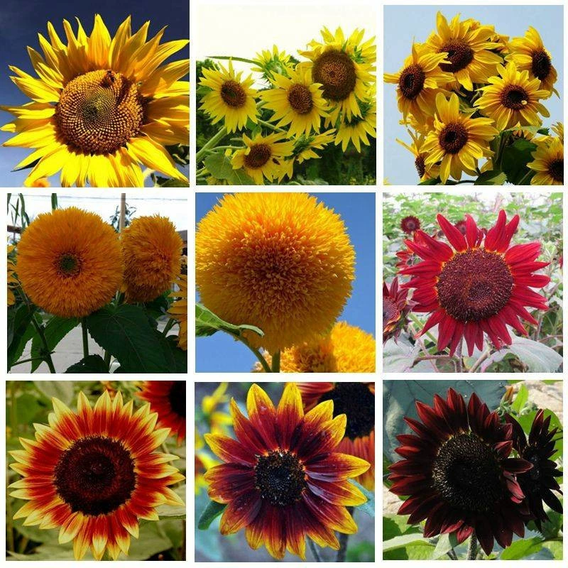 Семена подсолнечника легко сажать в четыре сезона