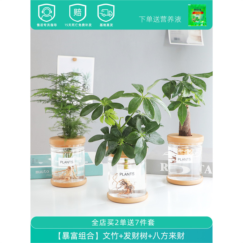 Plantas hidropónicas en maceta de flores de oficina de flores pequeñas plantas verdes en todas las estaciones, fácil de cultivar plantas en maceta de agua suculenta.