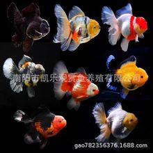 ̩�{���~�M�ڰ��޾�Ʒ���~f1�t���廨���}�ڰ���β����̩���~�^�p