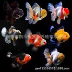 泰狮金鱼进口百褶精品活鱼f1红白五花菠萝黑百褶尾玛丽泰师鱼观赏