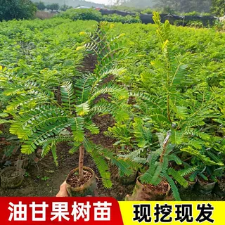 油甘果苗嫁接崩坎狮头油甘苗柿饼油甘果树牛柑子余柑果苗四季结果