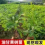 四季嫁接柑子柿饼果苗