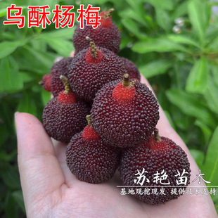 ���֗�÷���� �޽Ӵ����÷�� ������ �ϱ����Nֲ������ ����Y��