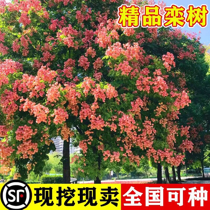 ������ͥԺ���̈@�־G��ľ�е��L������ļ��Nֲ�ϱ����ͺ���ľ