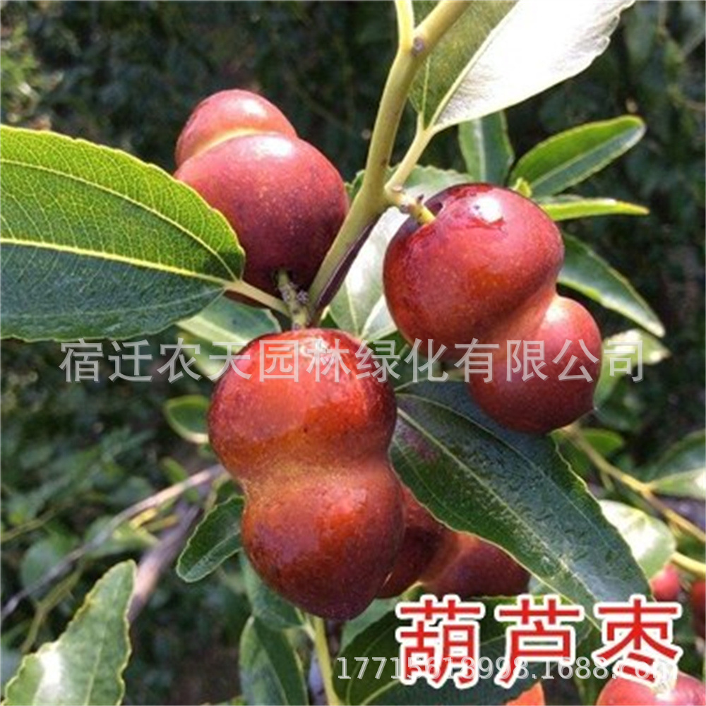葫芦枣树黄金国光枣树活苗沾化冬枣特大甜早脆王枣树苗南北方种植