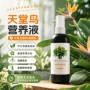 盆栽黄叶家用水培液体肥