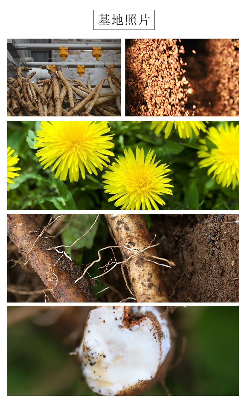 Dandelion Root Tea Pu Gong Ying 500g Loose Dried Main Root Slices Traditional Herbal Infusion Low Temperature Dried quality and texture