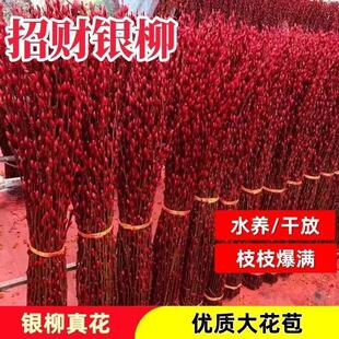 �y���滨�r֦�͏d�tɫ��֦�r���������[�����������҃�ˮ��Gֲ��