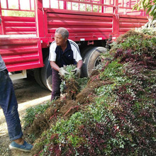 基地批发园林绿化苗木红叶小檗苗 紫叶小檗 红叶小波色块工程小苗