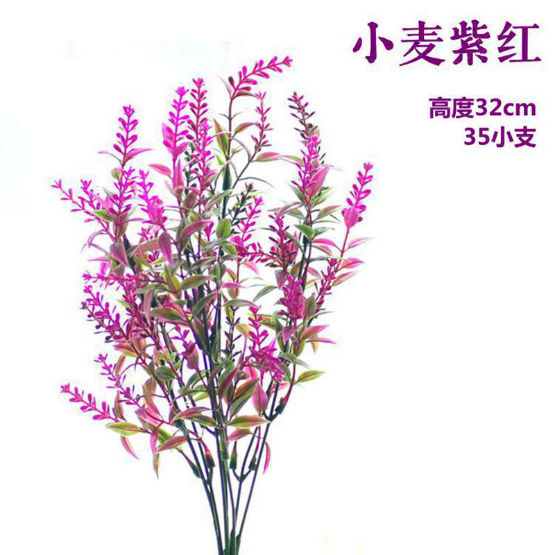 자홍색 밀