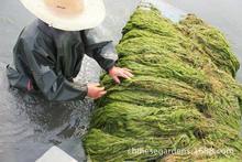 ����ˮֲ���β��  �ֽ��뻨��β��.�����~����.������.���~��