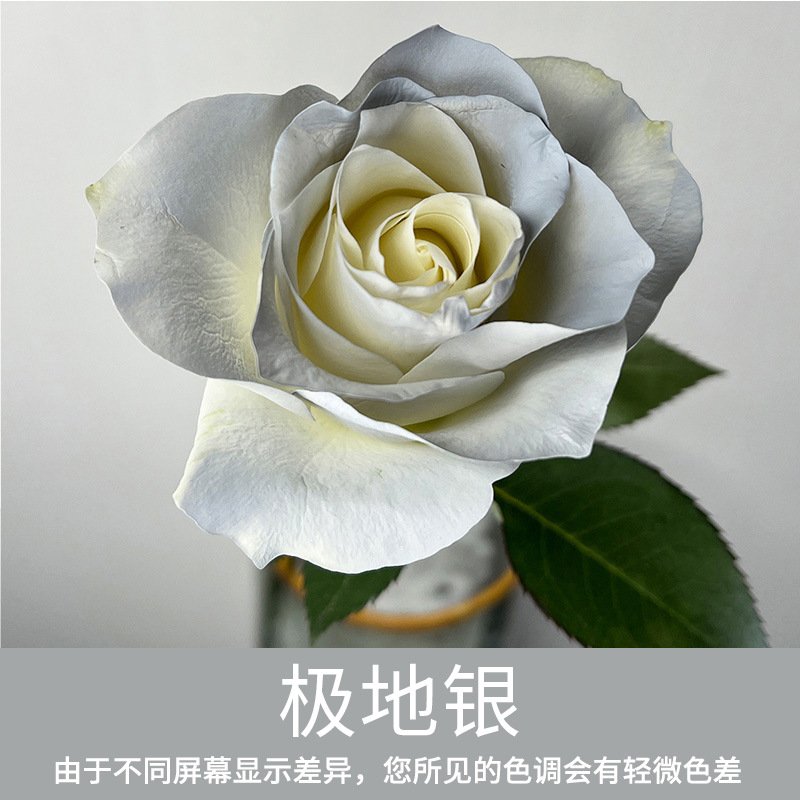 Material de embalaje de flores frescas Agente de tinción en aerosol de flores secas Salsa de ciruela negra Pintura en aerosol de flores Pintura en aerosol de flores Agente de color de flores