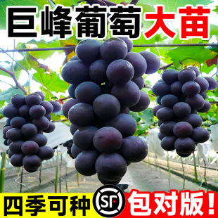�޷����ј��mꖹ�õ�������籭�������ϱ����ͺ��ļ��NֲԺ����