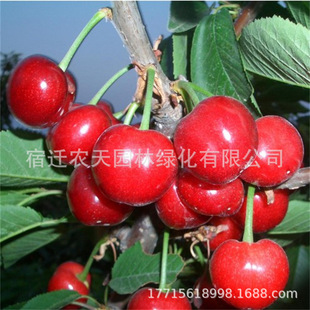 ���l����Ҙ���Ʒ�N ���Ե��ԙ��Ҙ���r�� ɽ�|������ҙ��Ҙ���