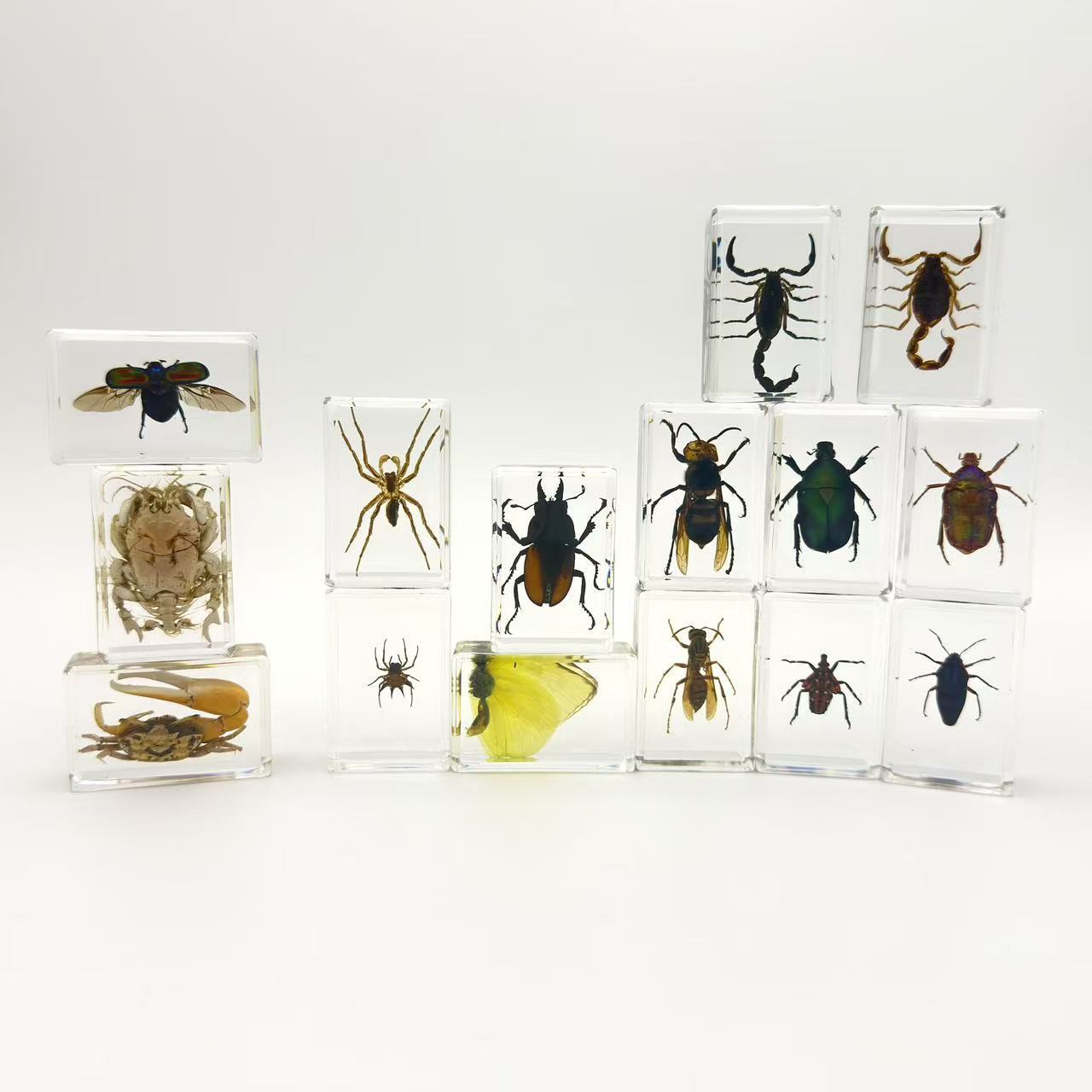 真实昆虫标本摆件生物科普教学用透明个人收藏用树脂树脂摆件