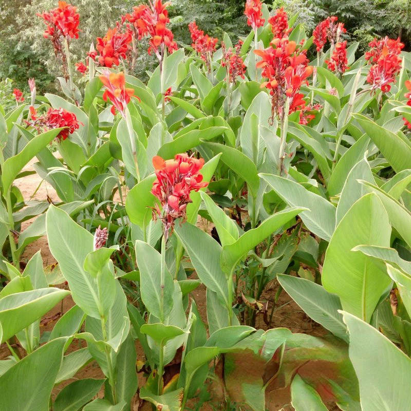 Водный сафлор Канна питомник оптом происхождение оптом искусственные водно-болотные угодья водные растения