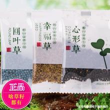 草籽种子吸水石上水石假山盆景造景装饰小叶恋石大叶恋石混装批发