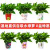 Green Potted Plant Plant Plant Plant Flower Green Plant Water Pei Changtang Hanging Large Green Bad New House to absorb formaldehyde