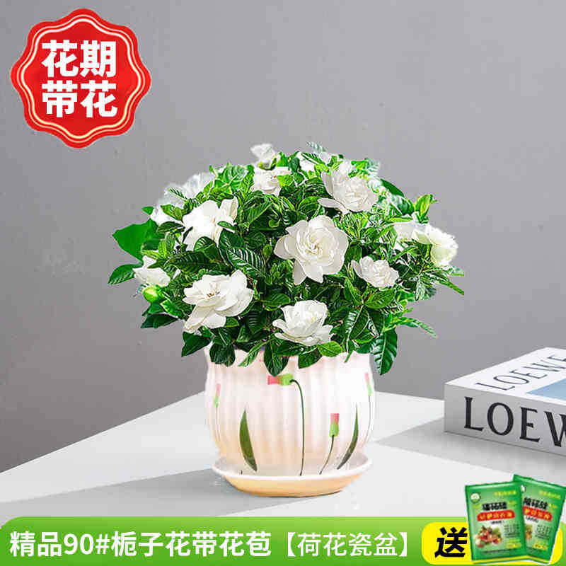 부티크 90 # 치자나무 개화기(연꽃 도자기 화분)에 영양액을 공급