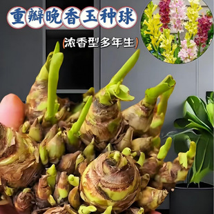 ������N��ҹ���㻨������Ͷ�����ֲ���҃���ͥԺ�ļ��׷N������