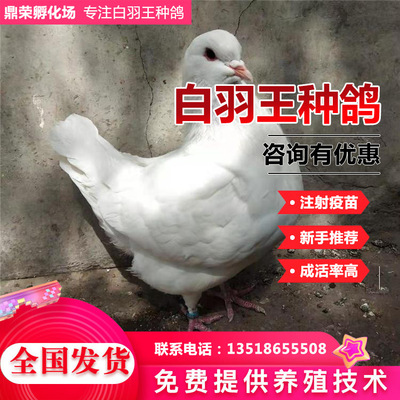 种鸽价格常年 白羽王鸽养殖供应 落地王鸽技术 售售报价