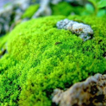 Прямые поставки свежего белого мохового коврика для микроландшафтов, экологических бутылок, травяных кукол и суккулентов.